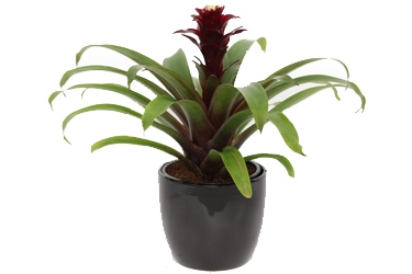 Bromeliad 12cm Guzmania Paulina Variety Thumbnail.jpg